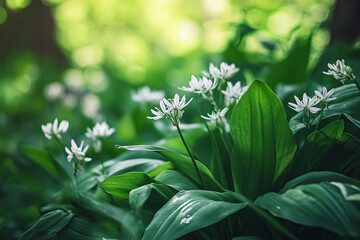 Obraz premium Wild garlic growing in abundance along a forest path