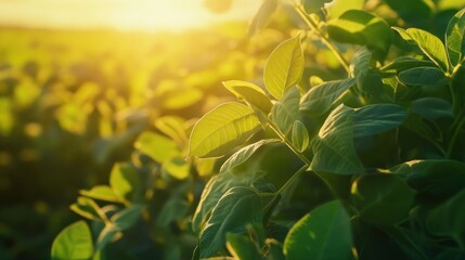 Obraz premium Sunlight on Green Leaves