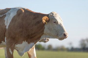 Close up head portrait of cow. Calm animal taken from below. Side face