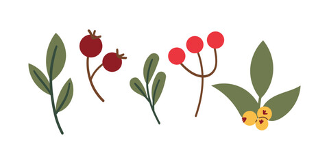 Winter berries , flower and leaves. Vector hand drawn winter elements with leaf, fir, pine branches, berry. Christmas floral collection for invitations, greeting card, textile, fabric, posters.