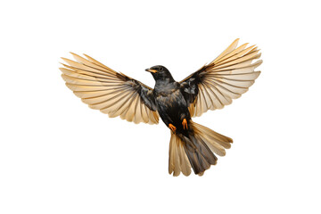 Obraz premium Anti Bird Net on transparent background.