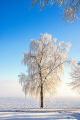 Frosty tree by the roadside in the countryside on a cold winter day