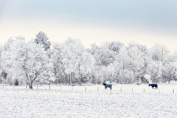 Horses walking outdoors in a pasture on a cold winter day © Lars Johansson