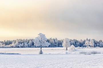 Frosty trees in a rural landscape view with snow on the fields