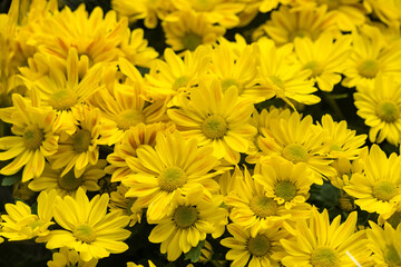 Bright Yellow Daisies in Full Bloom - A Vibrant Display of Nature's Beauty