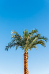 Palm tree with green leaves on blue background