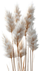Ornamental grass isolated on a white or transparent background.