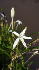 snowdrops in spring