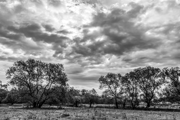 Landscapes - Forest - Europe, Romania, Suceava region