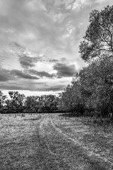 Landscapes - Forest - Europe, Romania, Suceava region