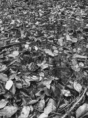 Landscapes - Forest - Europe, Romania, Suceava region