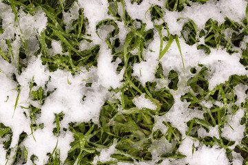 green grass covered with snow, bad weather, frost
