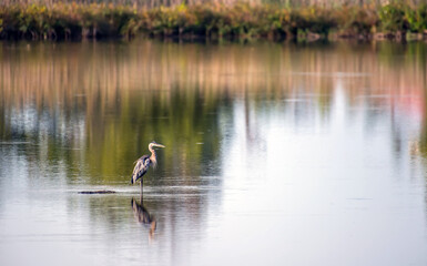 Magnificent Great Blue Heron standing majestically in a lake with Autumn color reflections
