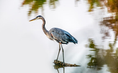Close-up of a Great Blue Heron standing magestically in a lake with Autumn color reflections
