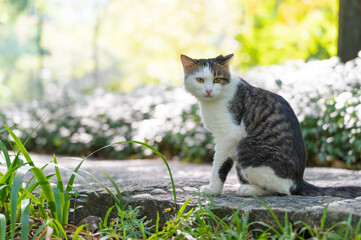 Obraz premium Cat sitting on the ground in the park