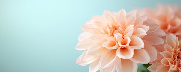 Fototapeta premium Soft pink flower petals with a gentle background, perfect for decoration.