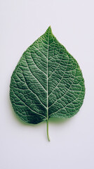 A single green leaf with intricate veins on a pure white background, casting a soft shadow