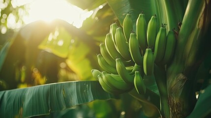 Lush Green Banana Bunch in Sunlit Tropical Setting