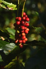 Coffee beans ripening on a tree             