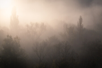 Naklejka premium Brume sur arbre Ardèche France