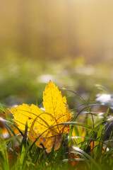 Backlit yellow autumn leaf on the ground in the forest