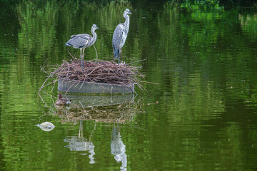 白鷺2羽が巣を守る