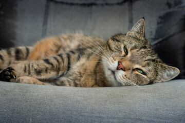 Sleepy tabby cat lying on an old chair