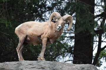 オオツノヒツジ