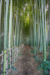 冬の竹藪　喜多見・竹林の小径（東京都世田谷区）