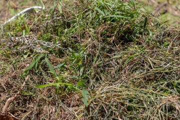 Obraz premium たくさんの抜かれた雑草