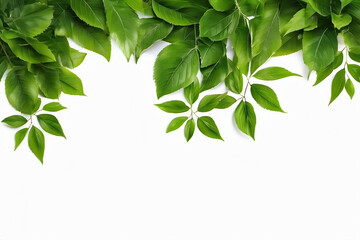 green leaves on white background