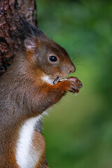Gros plan sur un écureuil mangeant