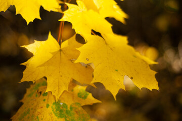 żółty liść klonu w promieniach jesiennego słońca. yellow maple leaf in the rays of the autumn sun. © naturecovered