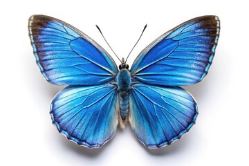 blue butterfly with folded wing on white background looks stunning and vibrant