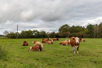 Obraz premium Cows grazing in the pasture