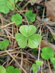 Clover