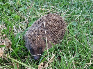 hedgehog in the grass