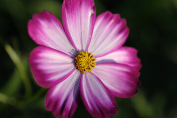 Obraz premium コスモス