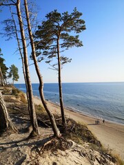 trees on the beach