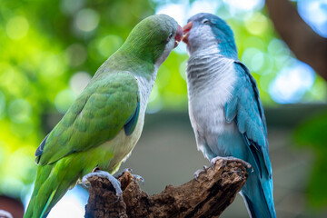 Two monk parakeets (Myiopsitta monachus) in love, also known as the Quaker parrot, small, bright-green parrot with a greyish breast and greenish-yellow abdomen. Valentine concept