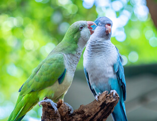 Fototapeta premium Two monk parakeets (Myiopsitta monachus) in love, also known as the Quaker parrot, small, bright-green parrot with a greyish breast and greenish-yellow abdomen. Valentine concept