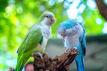 Two monk parakeets (Myiopsitta monachus) in love, also known as the Quaker parrot, small, bright-green parrot with a greyish breast and greenish-yellow abdomen. Valentine concept