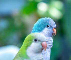 Two monk parakeets (Myiopsitta monachus) in love, also known as the Quaker parrot, small, bright-green parrot with a greyish breast and greenish-yellow abdomen. Valentine concept