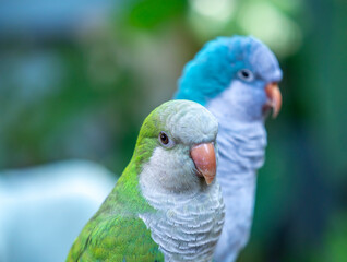 Two monk parakeets (Myiopsitta monachus) in love, also known as the Quaker parrot, small, bright-green parrot with a greyish breast and greenish-yellow abdomen. Valentine concept