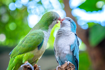 Two monk parakeets (Myiopsitta monachus) in love, also known as the Quaker parrot, small, bright-green parrot with a greyish breast and greenish-yellow abdomen. Valentine concept