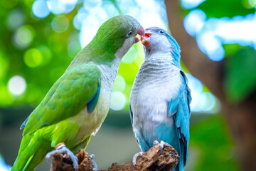 Two monk parakeets (Myiopsitta monachus) in love, also known as the Quaker parrot, small, bright-green parrot with a greyish breast and greenish-yellow abdomen. Valentine concept