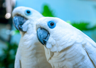 Couple love Yellow crested cockatoo together a medium sized cockatoo with white plumage, bluish...