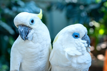 Couple love Yellow crested cockatoo together a medium sized cockatoo with white plumage, bluish...