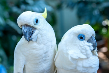 Couple love Yellow crested cockatoo together a medium sized cockatoo with white plumage, bluish white bare orbital skin, gray feet, a black bill, and a retractile yellow or orange crest