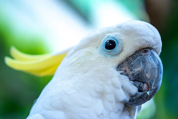 Portrait Yellow crested cockatoo a medium sized cockatoo with white plumage, bluish white bare...